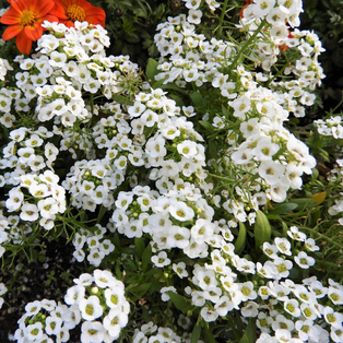 Alyssum at Premier Nursery in Fort Worth Texas