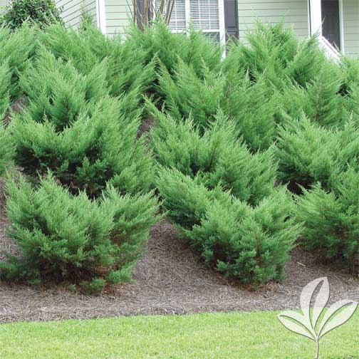 Sea Green Juniper Premier Nursery