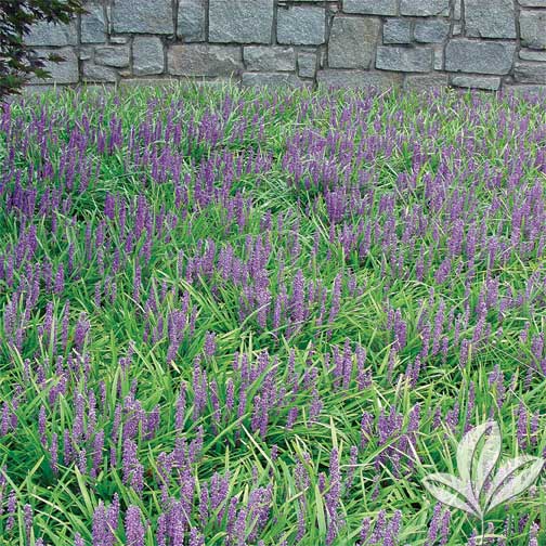 Giant Liriope Premier Nursery