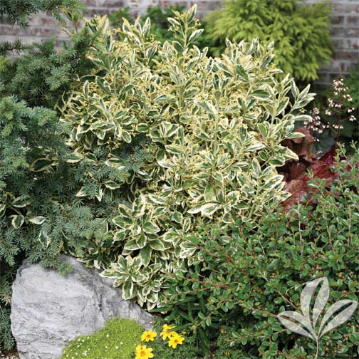 Silver King Euonymus | Premier Nursery