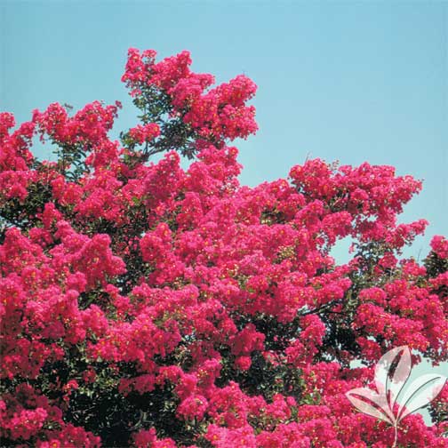 Crepe myrtle colors deals