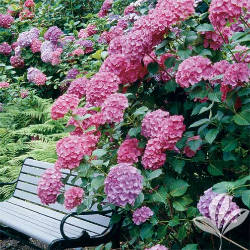 Celosia | Premier Nursery Big Daddy Hydrangea | Premier Nursery