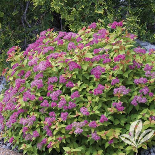 gold mound spirea premier nursery christmas tree watering tips