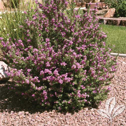 texas sage green cloud premier nursery watering a christmas tree