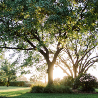 Live Oak Tree in Fort Worth Texas