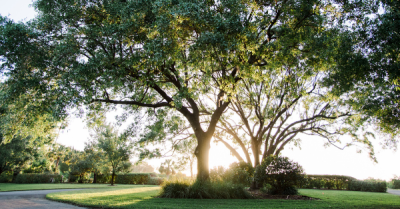 Live Oak Tree in Fort Worth Texas