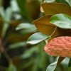 Little Gem Magnolia Tree