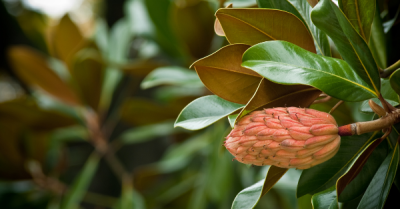 Little Gem Magnolia Tree