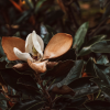 Little Gem Magnolia Bloom