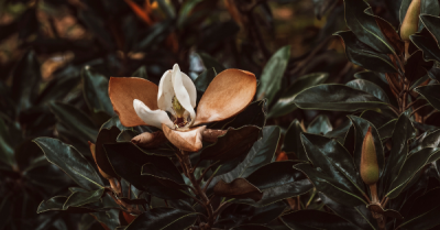 Little Gem Magnolia Bloom