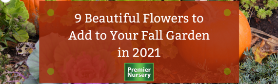 9 Beautiful Flowers to Add to Your Fall Garden in 2021