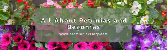 All About Petunias and Begonias