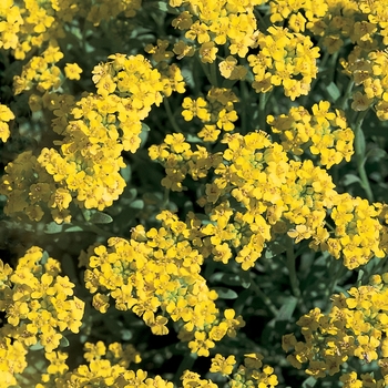 Alyssum at Premier Nursery in Fort Worth Texas