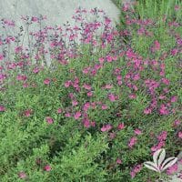 Autumn Sage