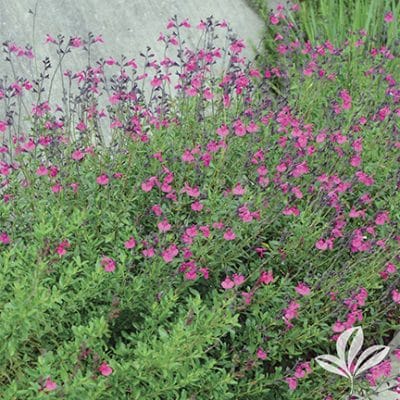 Autumn Sage