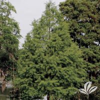 Bald Cypress Trees at Premier Nursery