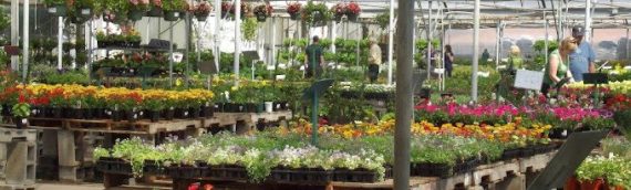 Discover the Best Garden Centers in the Fort Worth Area for All Your Plant Needs