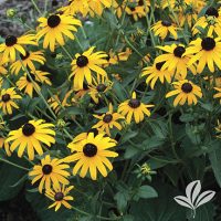 Balck-Eyed Susan (Rudbeckia fulgida)