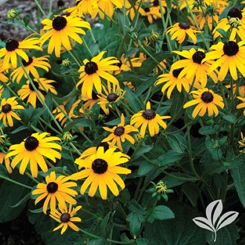 Blackeyed Susan