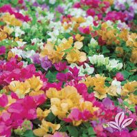 Bougainvillea