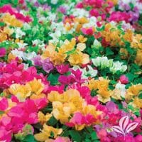 Bougainvillea