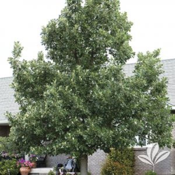 Burr Oak Trees Near Fort Worth