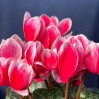 Cyclamen