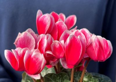 Cyclamen