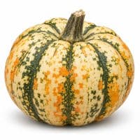 Mini Pumpkins