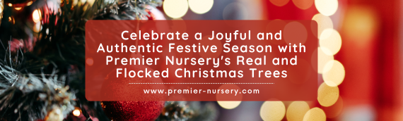 Celebrate a Joyful and Authentic Festive Season with Premier Nursery’s Real and Flocked Christmas Trees