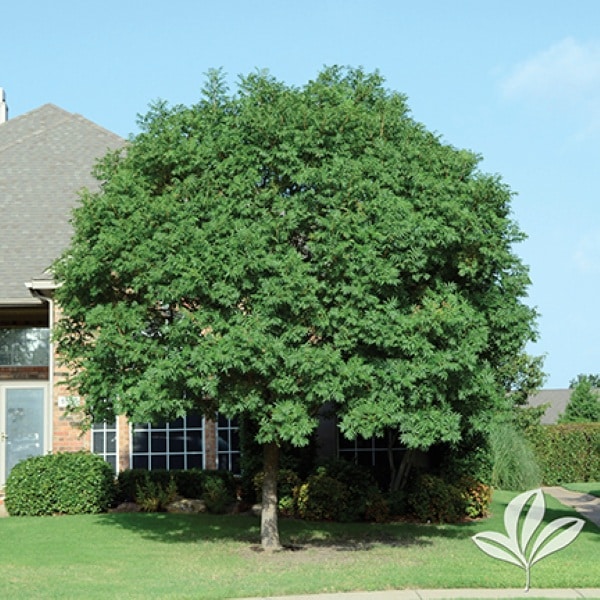 Chinese Pistache Trees in Fort Worth