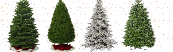 The Best Type of Fresh Cut Christmas Tree to Buy — and How to Take Care of It