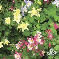 Columbine