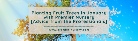 Planting Fruit Trees in January with Premier Nursery [Advice from the Professionals]