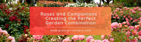 Roses and Companions – Creating the Perfect Garden Combination
