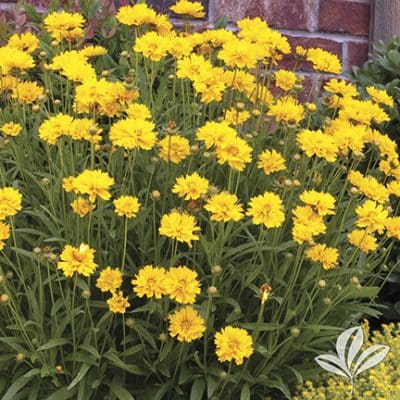 Coreopsis