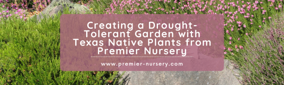 Creating a Drought-Tolerant Garden with Texas Native Plants from Premier Nursery