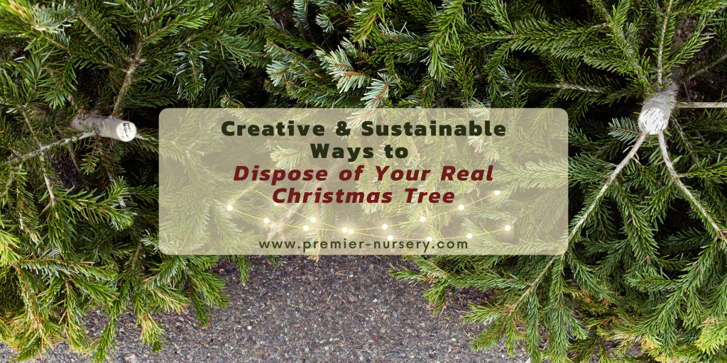 Creative & Sustainable Ways to Dispose of Your Real Christmas Tree