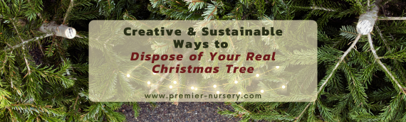 Creative & Sustainable Ways to Dispose of Your Real Christmas Tree