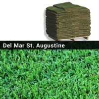 Del Mar St. Augustine Grass Sod Pallet