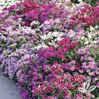 Perennial Dianthus