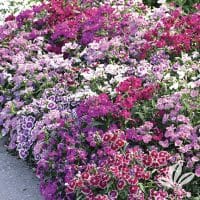 Dianthus