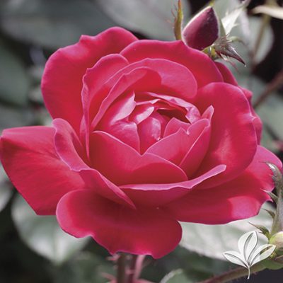 Rose Bushes for Sale in Fort Worth – Premier Nursery - Premier Nursery ...