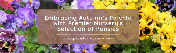 Embracing Autumn’s Palette with Premier Nursery’s Selection of Pansies