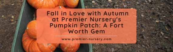 Discover the Magic of Autumn at Fort Worth’s Premier Nursery Pumpkin Patch