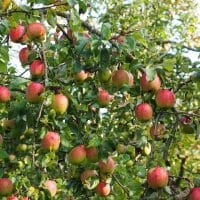 Gala Apple Trees