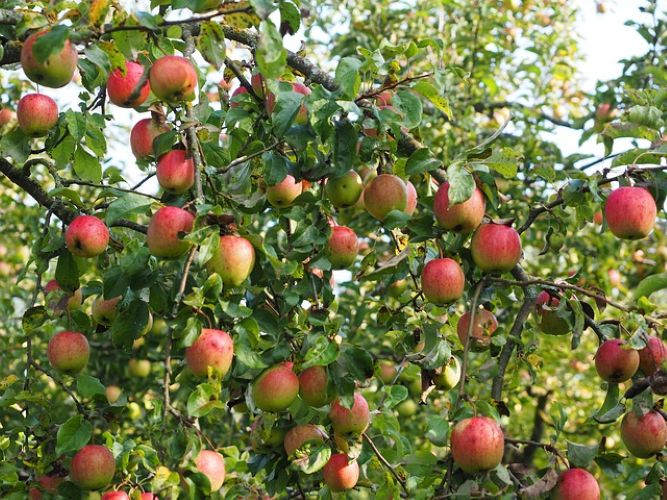 Apple Trees