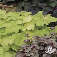 Heuchera