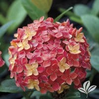 Ixora