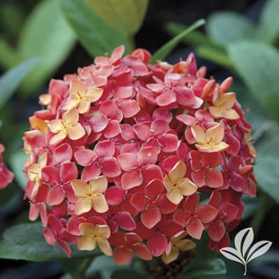 Ixora